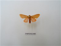 藏品(褐赭污燈蛾)的圖片